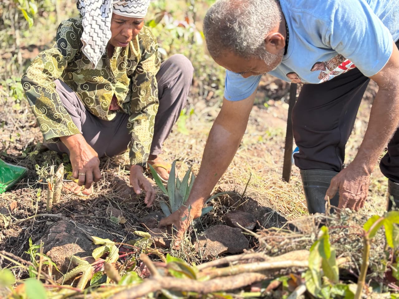 Hadapi Perubahan Iklim, Petani Todanara Diperkuat Lewat Pelatihan Pertanian Adaptif