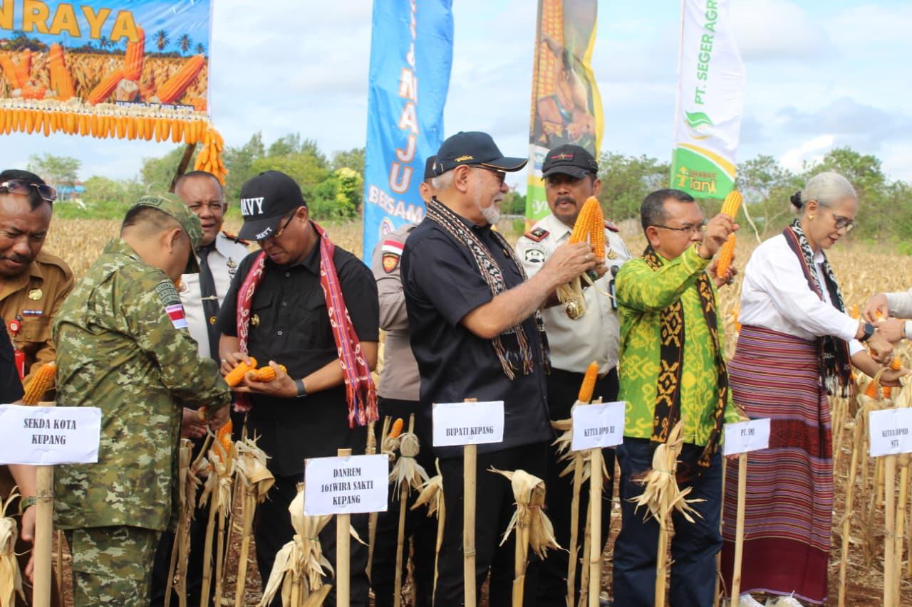 Lapas Kupang Sulap Lahan Batu Karang jadi Kebun Produktif, Panen 10 Ton Jagung
